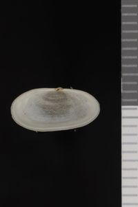 To ANSP Malacology Collection in GBIF (catalog no. 86276)