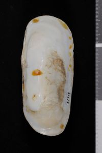 To ANSP Malacology Collection in GBIF (catalog no. 51514)