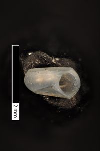 To ANSP Malacology Collection in GBIF (catalog no. 211909)