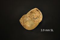 To ANSP Malacology Collection in GBIF (catalog no. 103799)