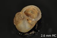 To ANSP Malacology Collection in GBIF (catalog no. 107910)