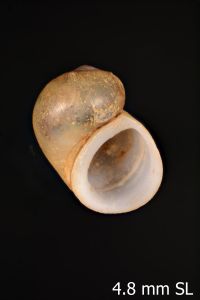 To ANSP Malacology Collection in GBIF (catalog no. 192923)