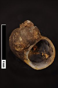 To ANSP Malacology Collection in GBIF (catalog no. 65419)