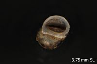 To ANSP Malacology Collection in GBIF (catalog no. 57025)