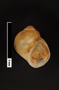 To ANSP Malacology Collection in GBIF (catalog no. 57028)