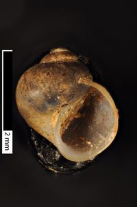 To ANSP Malacology Collection in GBIF (catalog no. 57040)