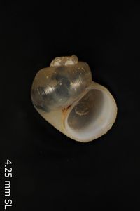 To ANSP Malacology Collection in GBIF (catalog no. 97245)