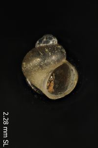 To ANSP Malacology Collection in GBIF (catalog no. 97247)