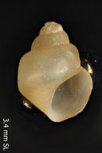 To ANSP Malacology Collection in GBIF (catalog no. 97248)