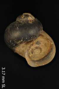 To ANSP Malacology Collection in GBIF (catalog no. 95037)