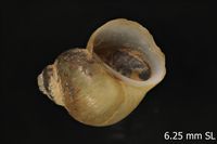 To ANSP Malacology Collection in GBIF (catalog no. 90694)