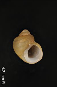 To ANSP Malacology Collection in GBIF (catalog no. 90695)