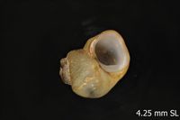 To ANSP Malacology Collection in GBIF (catalog no. 90697)