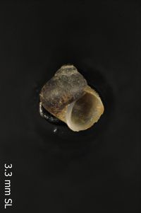 To ANSP Malacology Collection in GBIF (catalog no. 86911)