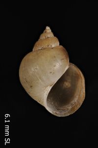 To ANSP Malacology Collection in GBIF (catalog no. 180988)