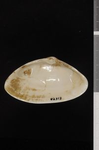 To ANSP Malacology Collection in GBIF (catalog no. 86313)