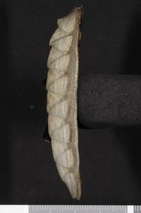 To ANSP Malacology Collection in GBIF (catalog no. 35709)