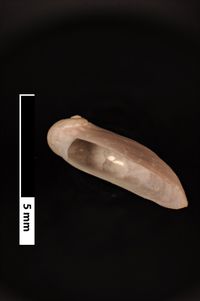 To ANSP Malacology Collection in GBIF (catalog no. 40756)