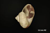 To ANSP Malacology Collection in GBIF (catalog no. 38258)