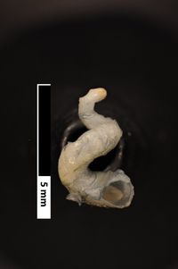 To ANSP Malacology Collection in GBIF (catalog no. 211867)