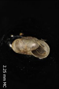 To ANSP Malacology Collection in GBIF (catalog no. 12191)