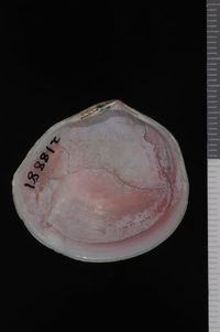 To ANSP Malacology Collection in GBIF (catalog no. 218881)