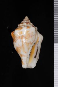 To ANSP Malacology Collection in GBIF (catalog no. 250187)