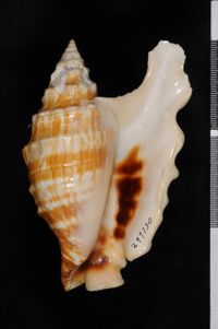 To ANSP Malacology Collection in GBIF (catalog no. 299730)