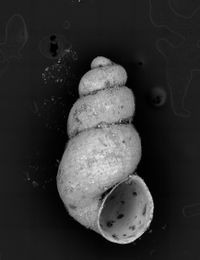 To ANSP Malacology Collection in GBIF (catalog no. 359093)