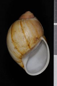To ANSP Malacology Collection in GBIF (catalog no. 32816)