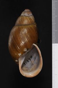 To ANSP Malacology Collection in GBIF (catalog no. 71230)