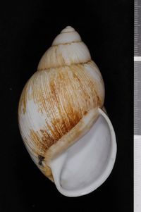 To ANSP Malacology Collection in GBIF (catalog no. 66351)