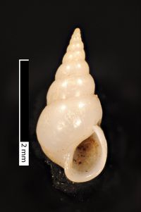 To ANSP Malacology Collection in GBIF (catalog no. 196745)