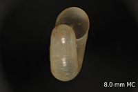 To ANSP Malacology Collection in GBIF (catalog no. 8868)