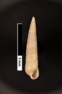 To ANSP Malacology Collection in GBIF (catalog no. 80605)