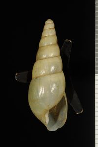 To ANSP Malacology Collection in GBIF (catalog no. 59347)