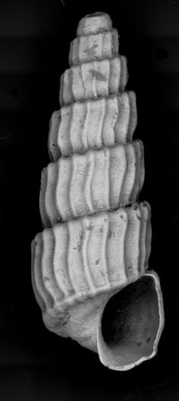 To ANSP Malacology Collection in GBIF (catalog no. 58016)