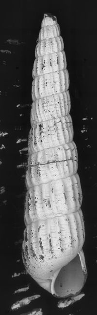 To ANSP Malacology Collection in GBIF (catalog no. 79023)