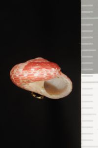 To ANSP Malacology Collection in GBIF (catalog no. 40831)