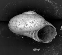 To ANSP Malacology Collection in GBIF (catalog no. 181118)