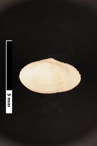 To ANSP Malacology Collection in GBIF (catalog no. 86304)