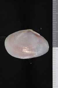 To ANSP Malacology Collection in GBIF (catalog no. 51964)