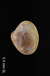 To ANSP Malacology Collection in GBIF (catalog no. 54689)