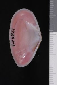 To ANSP Malacology Collection in GBIF (catalog no. 178904)