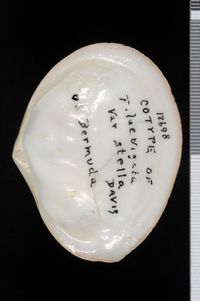 To ANSP Malacology Collection in GBIF (catalog no. 86921)