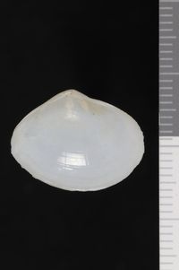 To ANSP Malacology Collection in GBIF (catalog no. 86268)