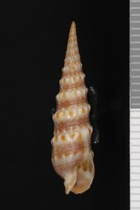 To ANSP Malacology Collection in GBIF (catalog no. 8873)