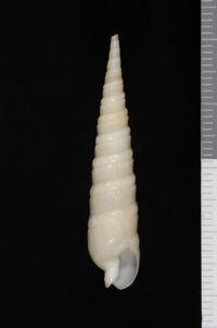 To ANSP Malacology Collection in GBIF (catalog no. 46913)