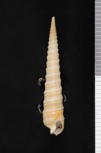 To ANSP Malacology Collection in GBIF (catalog no. 47184)