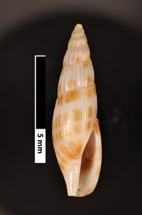 To ANSP Malacology Collection in GBIF (catalog no. 86133)